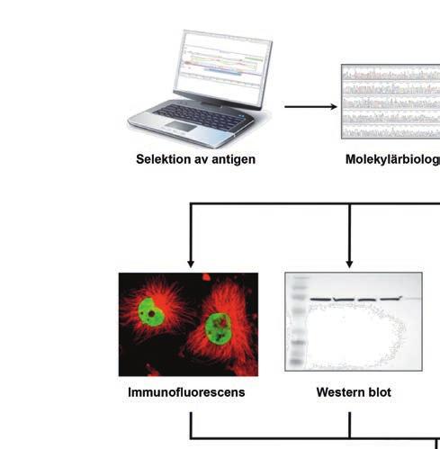 biomedicinska kunskapsbaser Figur 1. Flödesschema över den storskaliga produktion av antigen, antikroppar och proteinprofiler som utgör en central del av Human Protein Atlas.