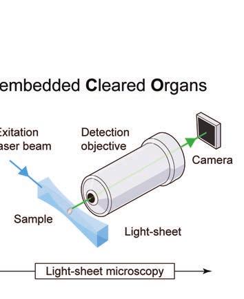 diagnostik Figur 1. Förenklat flödesschema för DIPCO-protokollet som visar hur FFPE-preparat behandlas för 3D-avbildning med Light-Sheet-mikroskop. Linjerna i rutnätet är åtskilda med 3 mm.