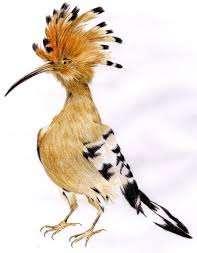 1 Hur X Här 2 Var BARN: Bhutans nationalfågel är 1 Borp X Korp 2 Torp Fågeln är den största