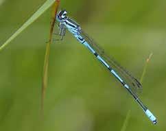 Ljus lyrflickslända Coenagrion puella Ljus lyrflickslända återfinns i en mängd miljöer, från stillastående, näringsrika vatten till något näringsfattiga och från mycket små vatten till kantzoner i