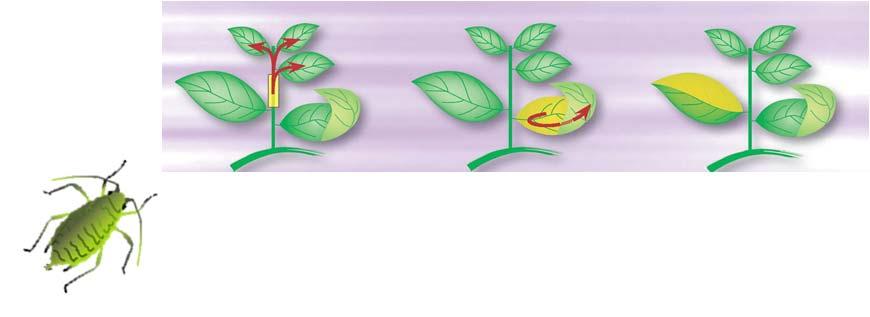 Verkningsätt Systemisk och translaminär Långtidsverkan ( 3-4 veckor) Effekt mot Pirimor resistenta bladlöss 16:5 Systemisk och translaminärt