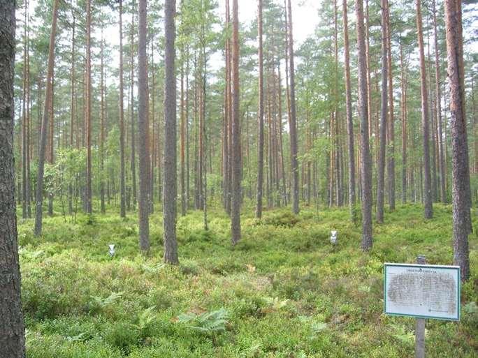 Hjärtsjömåla (K 03): 79-årig, planterad tallskog med fältskikt av ris och ståndortsindex T23. Själva ytan ligger i småkuperad terräng som drabbades av brand cirka 1920.