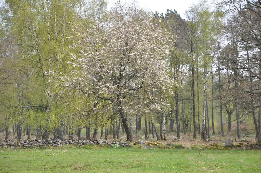 Om Skog & Lantbruk Skog & Lantbruk är ett rådgivningsföretag som arbetar med följande tjänster inom jord och skog: -