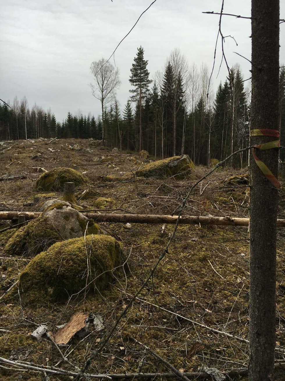 Hyggesmarken i områdets norra del visar den