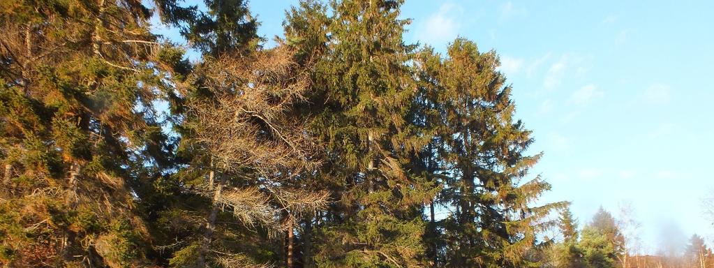 1 Inledning Naturen, naturen, naturen det är naturligtvis naturen som är den viktiga och som måste förstås för att nå framgång med behandlingar av kroniska infektionssjukdomar.