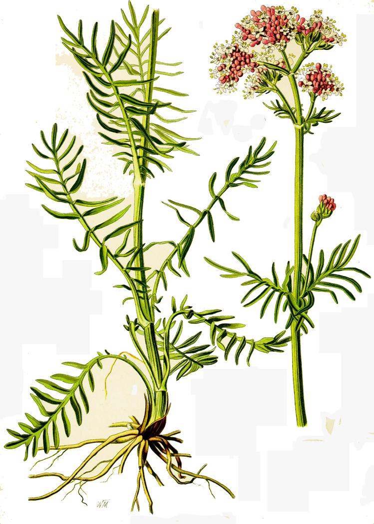 Valeriana officinalis vänderot Släktet Valeriana omfattar cirka 250 arter, och har sitt diversitetscentrum i norra Anderna.