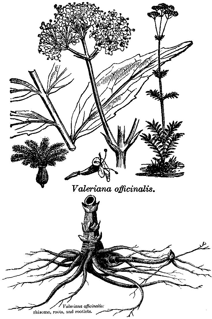 Valeriana officinalis vänderot Valerianae radix Flera substanser har ansetts vara ansvariga
