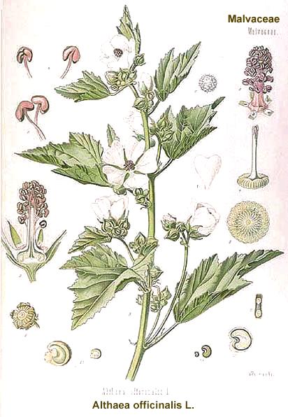 Althaea officinalis läkemalva Althaeae radix Roten hos läkemalvan är