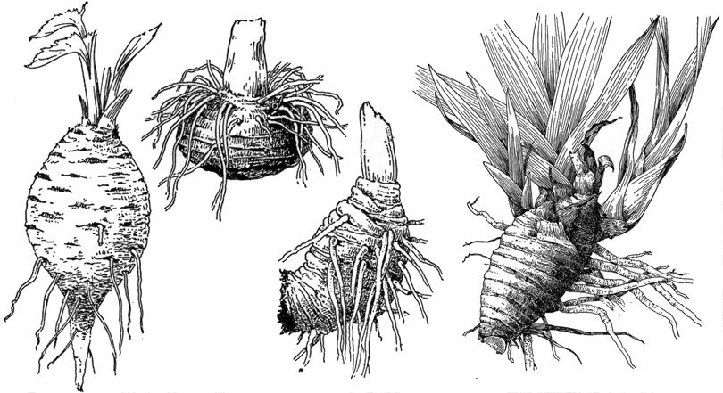 rhizoma jordstam, rhizome En underjordisk del av stammen, med knoppar, annorlunda ledningsvävnad jfr.