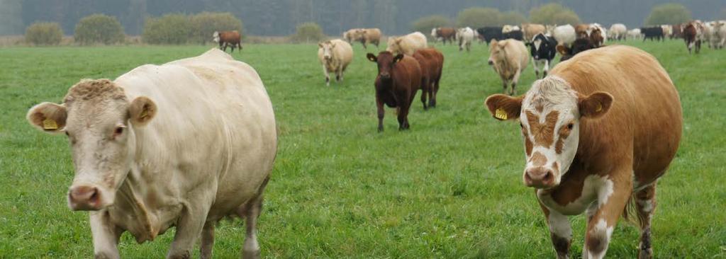 Undantagen är Irland, Danmark, Nederländerna och Storbritannien som istället präglas av en besättningsuppbyggnad på mjölksidan som ett led att stärka marknadsandelarna i spåren av