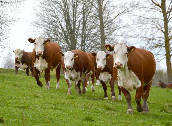 EUs export av nötkött är i stort sett oförändrad i jämförelse med föregående år. Däremot ökade exporten av levande djur med närmare 60 procent till 178 000 ton.