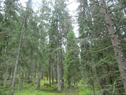 Skog Jakt & fiske På respektive fastigheten finns en skogsbruksplan upprättad vinter 10/11 av skogsstyrelsen.