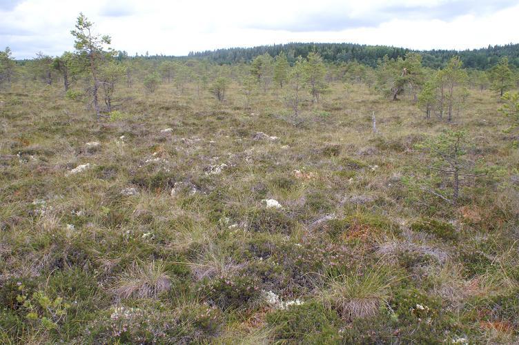 Skötselområde 1 - Högmosse Areal: 1A) 29,2 ha 1B) 27,2 ha 1C) 1,6 ha Naturtyp enligt natura 2000: 7110 Aktiva högmossar, del A öppen, del B randskog, del C öppen.