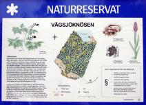 Vi följer SMF:s artlista Dagens exkursion var förlagd till Vägsjöknösen och då i spåren av 2014 års lyckade exkursion med Sveriges Mykologiska Förening.