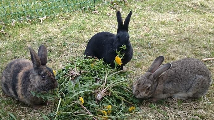 Nyhetsbrev maj 2017 Fåren är på betet, även om själva betet än så länge är rätt frånvarande. Torr sommar, lite nederbörd under fjolåret och knappt någon snö i vintras har satt sina spår.