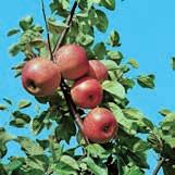 Växter Original enligt tomtritning Äppelträd Aroma Stort rött äpple med söt, mild, aromrik smak som mognar i septembernovember.