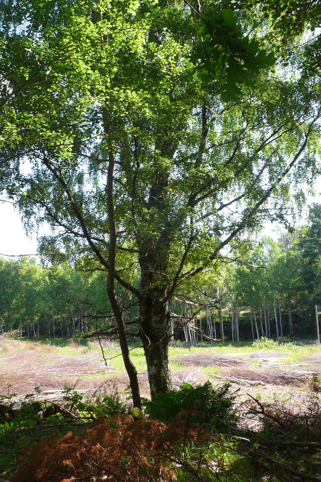 Resultat och bedömning Naturmiljön i utredningsområdet består i huvudsak av fyra områden: lövskog, tallskog, avverkad mark och jordbruksmark.