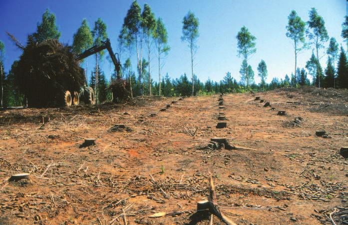 Granskogen på den f.d. åkern avverkades i okt. 1998.