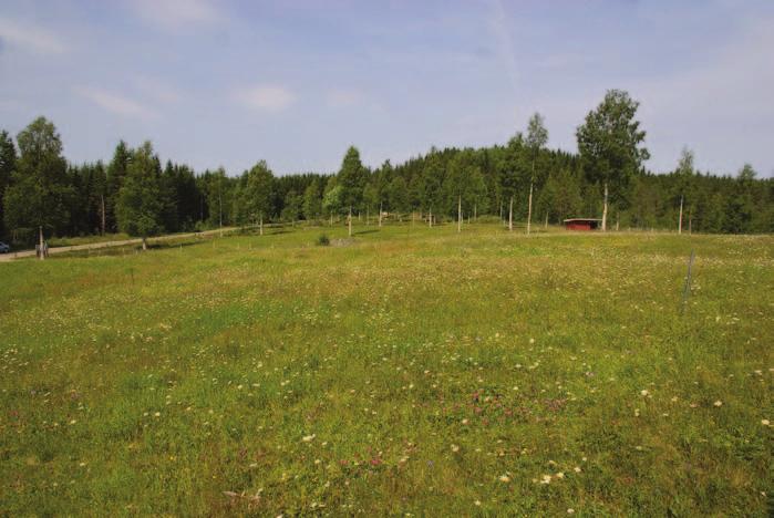 Efter en första häftig blomning som på bild 2 har en grässvål bildats och