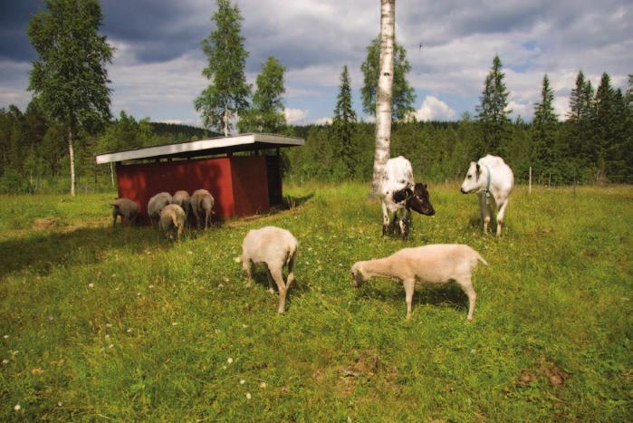 Sedan 2002 har får betat på åkern och angränsande äng, sedan 2013