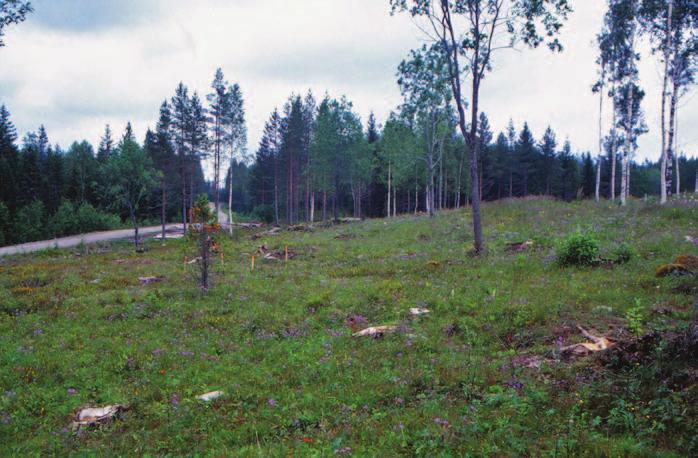 Den skog som avverkades 1998 var glesare och dominerades av björk