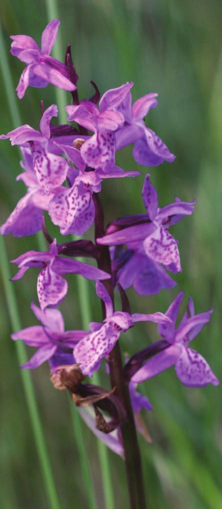 Citerad litteratur Delin, Anders 2002: Dactylorhiza i Gästrikland och Hälsingland enligt Mikael Hedrén, VÄX 2/2002:35-38. Gigord, L.D.B., Macnair, M.R.