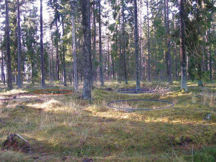 Bild 3. Tre av groparna från kolningsområdet. Den röda ellipsen markerar själva gropen på den undersökta anläggningen. De blå ellipserna markerar två närliggande gropar. Foto: Maria Björck.