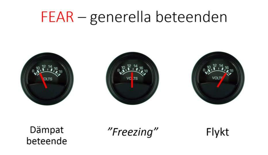 Hantering av rädsla med katten som exempel Detta är översikten från en 90-minuters föreläsning om hur man bäst förebygger och minskar rädsla hos katt.