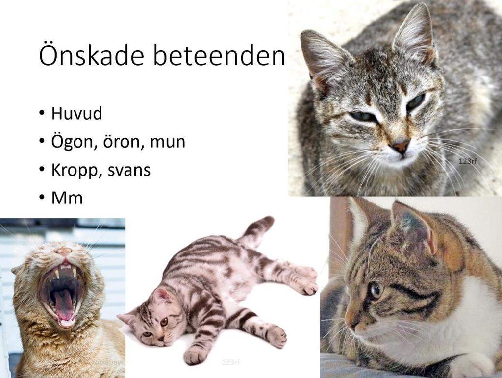 Exempelvis: katten är stel som en staty. När hon blinkar backar du undan och går ut. Beteendet att blinka har fått det obehagliga stimulit (du) att försvinna.