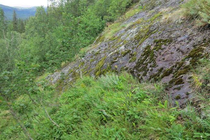 Skötselområde A Bergbrant i sydvästläge, 9 ha Nedanför en stupande lodyta med sydvästligt läge finns en blockrik rasbrant där det växer en för regionen ovanligt artrik flora.