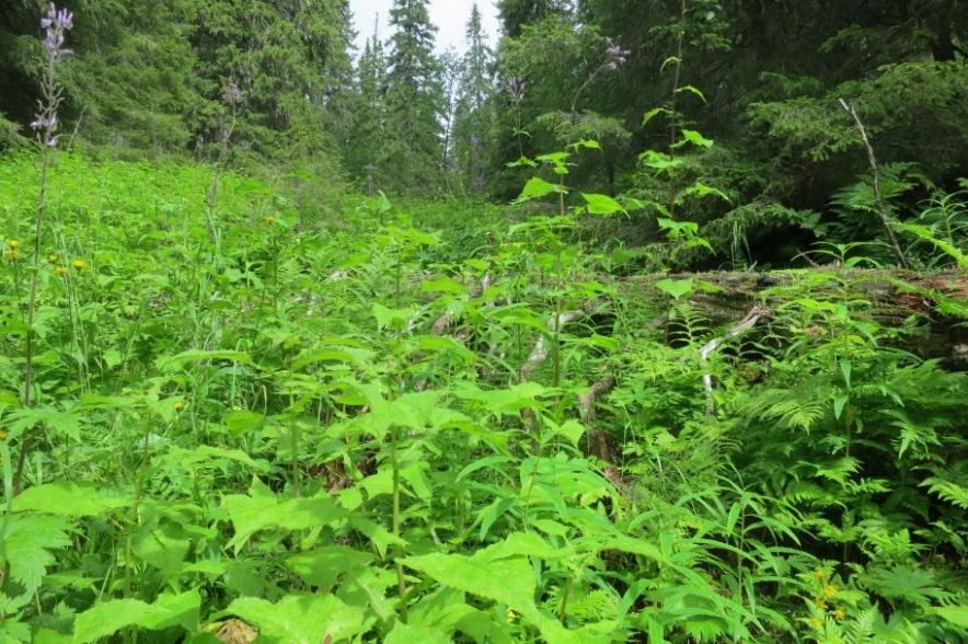 7 / 11 Skötselområde B Grannaturskog med hög bonitet, 230 ha Oldklumpens naturreservat utgörs till största delen av en grandominerad fjällsluttning med höga boniteter och övervägande av högörtstyp.