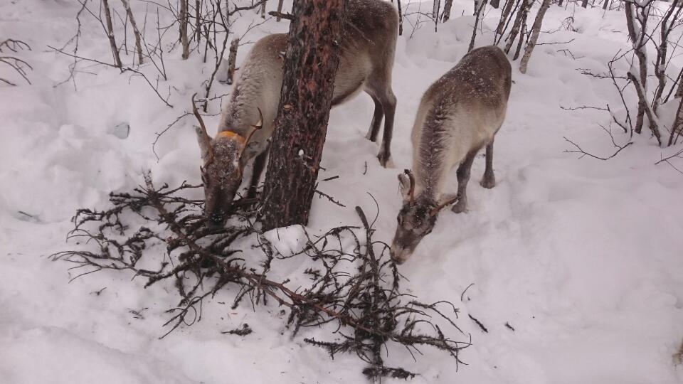 Kandidatarbeten 2016:23 i skogsvetenskap Fakulteten för skogsvetenskap Skoglig hänsyn till rennäring i Ohredahke samebys vinterbetesmarker, med fokus på nyckelområden - En studie i FSC-certifierade