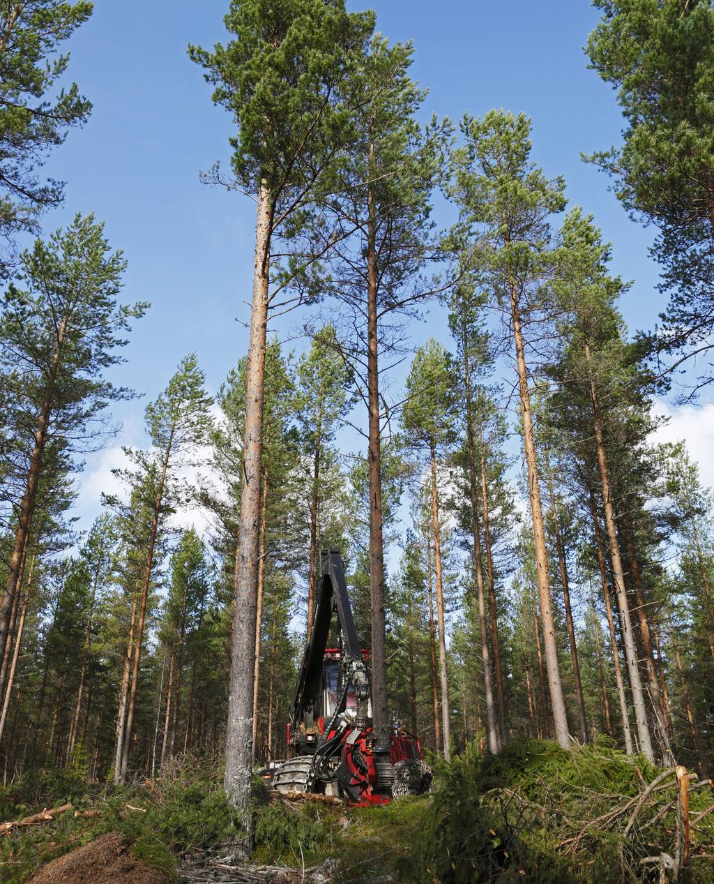 Se både skogen och pengarna växa