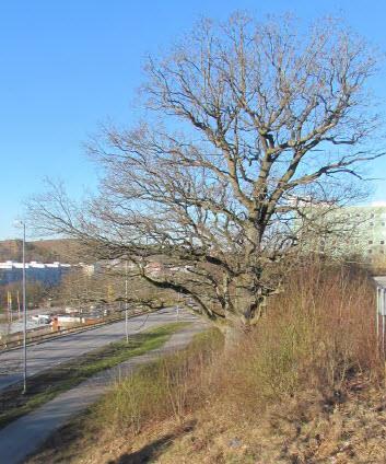 BOTKYRKA KOMMUN 12 [33] FÖRUTSÄTTNINGAR, FÖRÄNDRINGAR OCH KONSEKVENSER Natur Mark och vegetation Enligt en naturvärdesbedömning för området, framtagen 2015-09-09, består en stor del av planområdet av