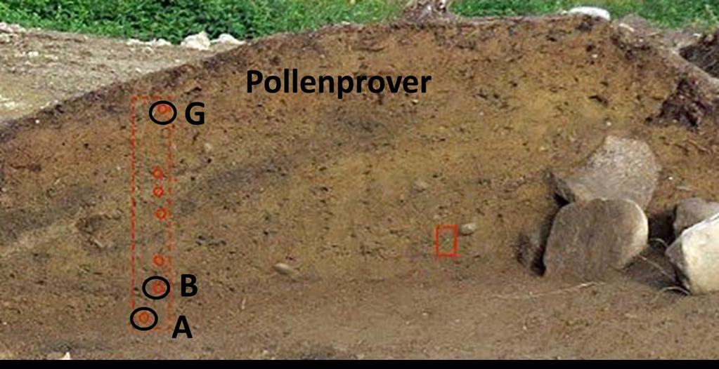 2017-08-18 MAL 17-042 pollenanalys Foton och profilritning: Kulturhistorisk Museum, Oslo Pollenprover Mal 17-042 A3000 Id 135869 44 A Lag 23 pp 23594 45 B Lag 22 pp 23594 46 G Lag 32 pp 23594