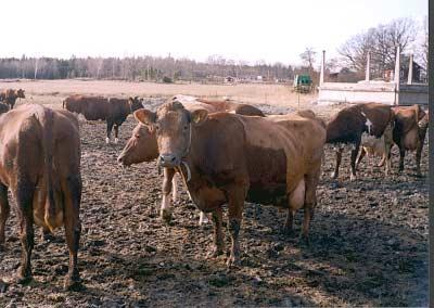 Västerås Utanför Västerås i Rytterne ligger Svånö gård som drivs av Ingrid och Henrik Sommar. Gården hade varit ekologisk sedan 1998.