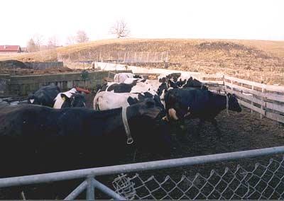 Stenstorp Pickagården i Stenstorp drivs av Kjell och Lisbeth Almberg, och under observationstiden hade de 56 kor av både SRB- och SLB-ras. De flesta korna var avhornade och alla var klippta.