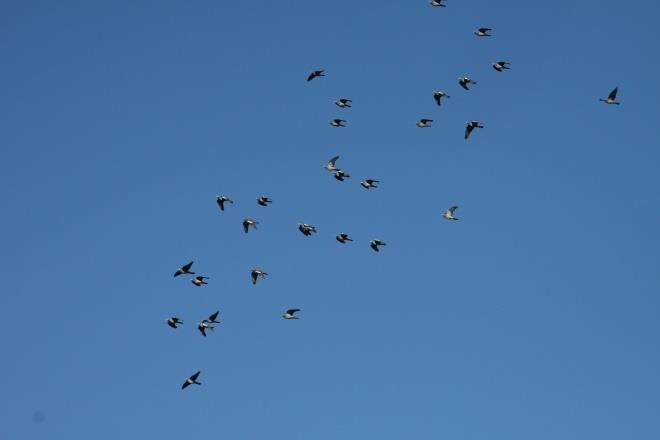Få av de landfåglar som söker sig söderut längs Södermanlandskusten verkar fortsätta längre västerut än passagen vid Lönö.