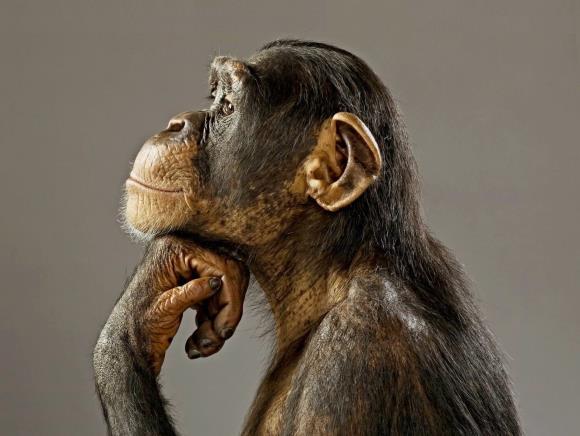 MORALENS EVOLUTION: FÖRELÄSNING 3 1. Vad är ett moraliskt omdöme? - Karakteristiska drag hos typiska moraliska omdömen - Praktisk slagkraft 2.