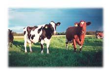 calculationstoimprovemanagement practicesregardinghealthstatusinorganic dairyfarming