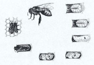 vilka bina har svårt att rensa ut Lukten uppfattas som obehaglig