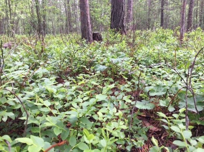 Objekt 1. Tallskog på dikad mosse Trivialt Objekt 1 är en tallskog på dikad torvmark. Ålder ca 60-100 år. I kant mot väg växer sälg och gråal. Död ved saknas i objektet.