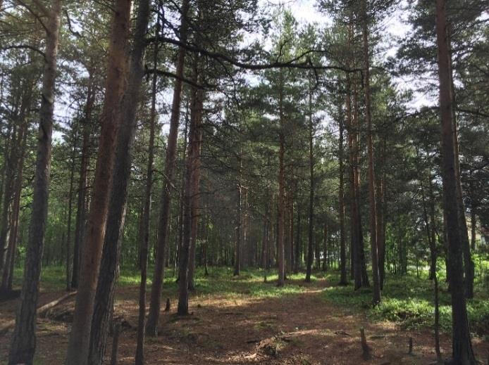 I kanterna mot vägarna som omger objektet växer mer örter som maskrosor, bredbladiga gräs och smörblommor. Även buskar som oxbär, hallon, hägg, rönn och vinbär.