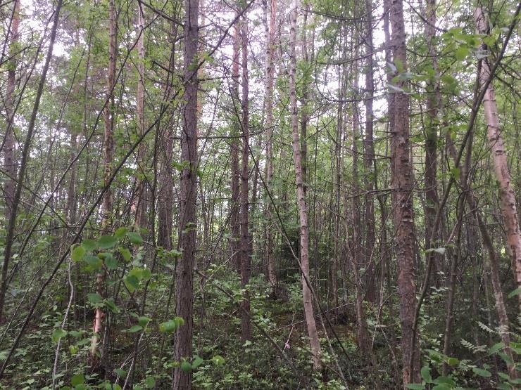 Objekt 3. Tallskog på dikad mosse 4. Visst naturvärde Objekt 3 är en tallskog på dikad torvmark. Ålder på skogsbeståndet är ca 50-60 år. Enstaka äldre träd finns i norra delen.