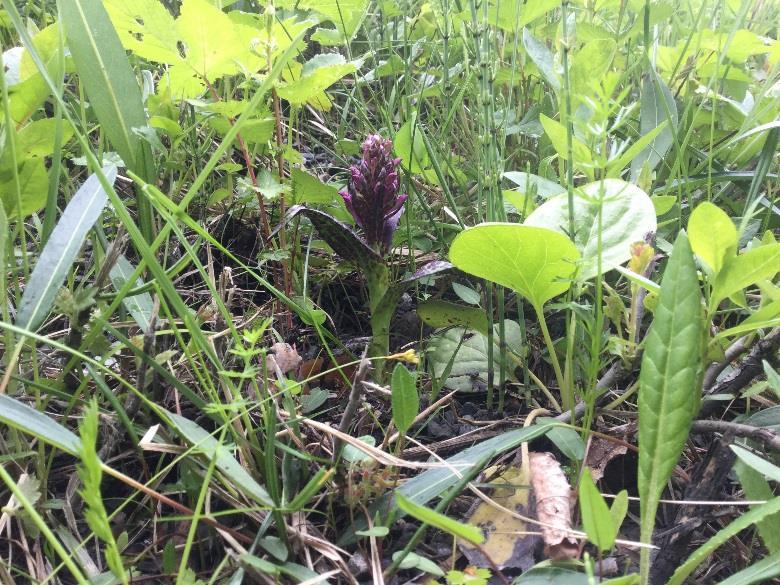 stormåra, fjällskära, vitmåra, strätta, björnloka, åkerfräken, hundäxing, ängskavle, klockpyrola och stenbär. Blodnyckel och tvåblad motiverar ett visst naturvärde för vägkanten.