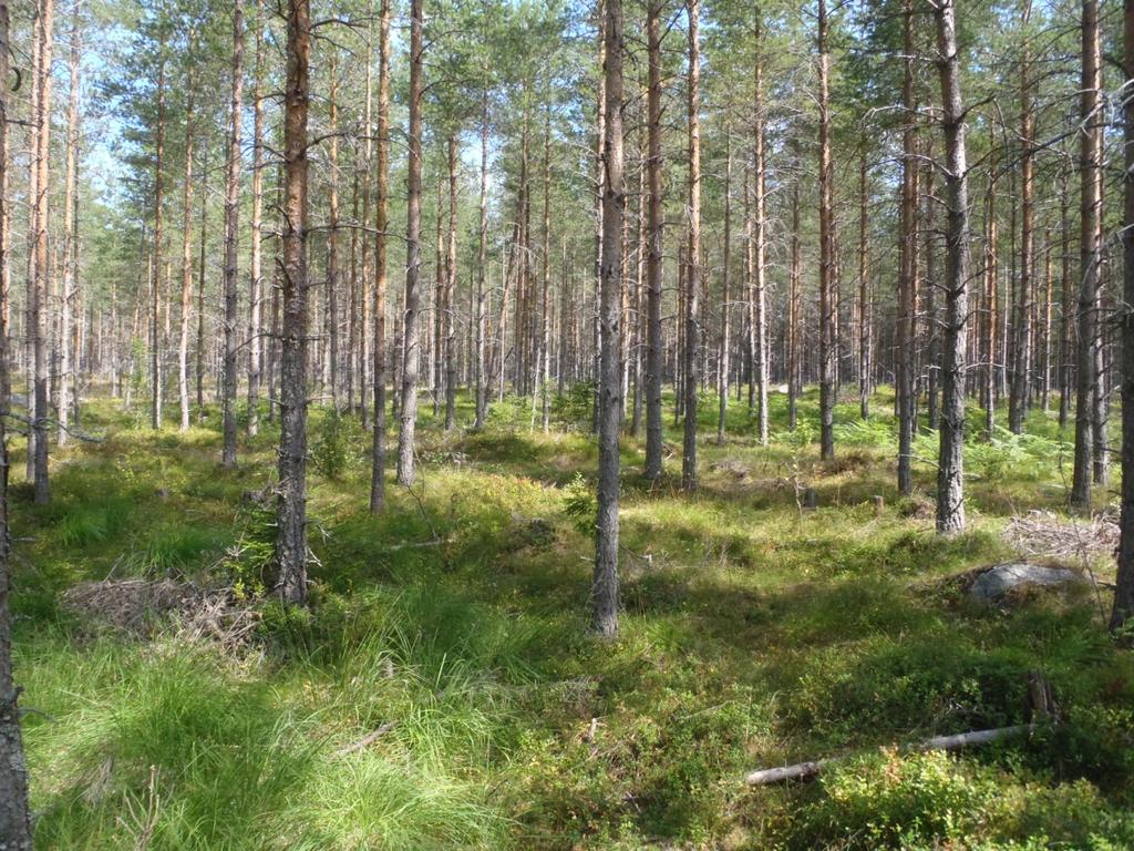 Resultat Översiktlig beskrivning av området Området ligger mellan Norberg och Avesta söder om riksväg 68 och domineras nästan helt av sammanhängande skogsmarker.