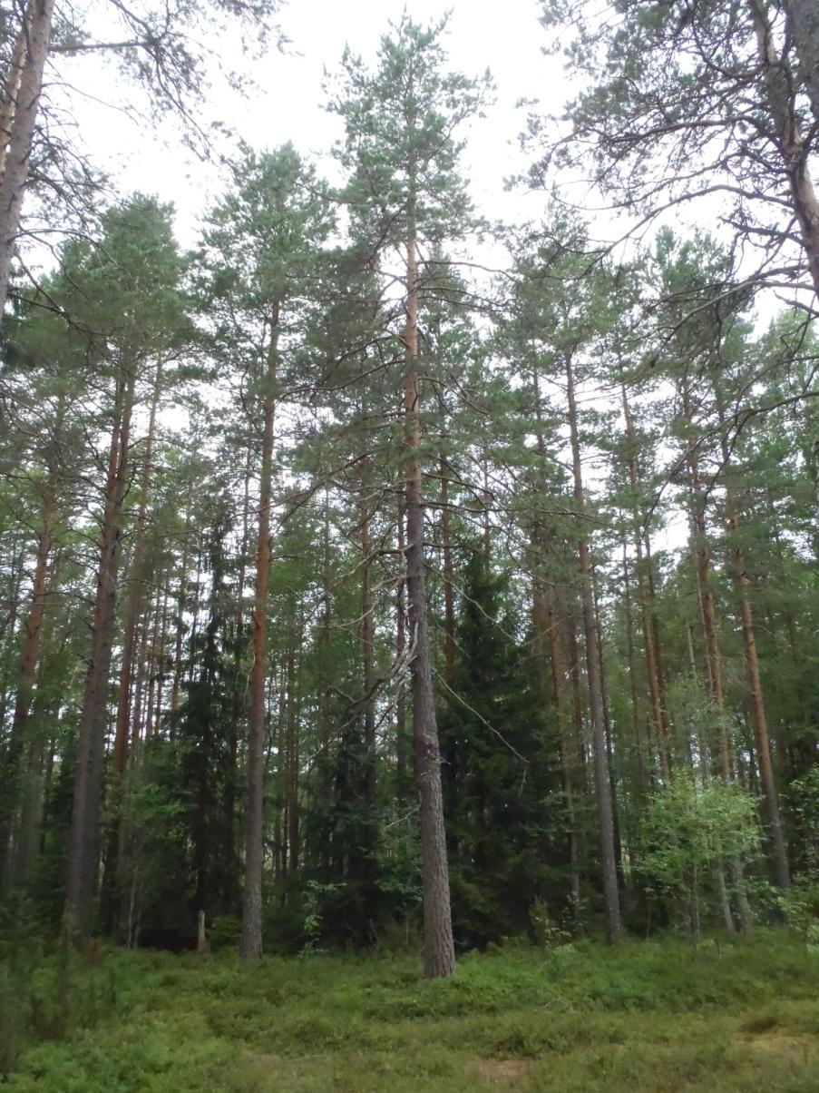 Skogstillstånd Skogarna är produktionsskogar med låg andel naturvärden. Dessa Bergslagsskogar tillhör de delar av Sverige där skogarna använts mest intensivt.