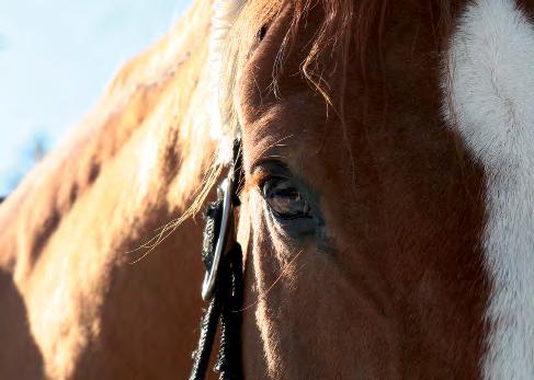 EXTREM EKONOMISK BESPARING! Hästar kostar pengar, det är ett faktum! Foder, veterinärer, träningar och inte minst lokaler för stall och ridhus kostar pengar.