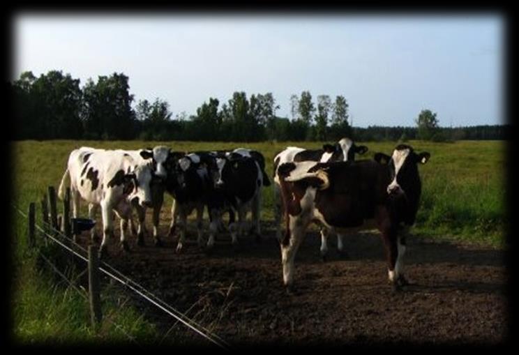 Sveriges lantbruksuniversitet Fakulteten för veterinärmedicin och husdjursvetenskap Betesgångens inverkan på mjölkkors hälsa och produktion Jacklin Kjellgren Självständigt