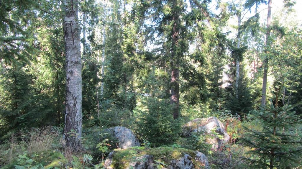 Med tanke på områdets terrängformer bör i byggskedet uppgöras tomtspecifika riktlinjer för hur dagvatten ska insamlas och avledas.